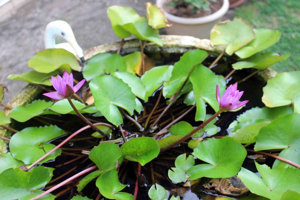 Anura Home Stay 칼루타라 외부 사진